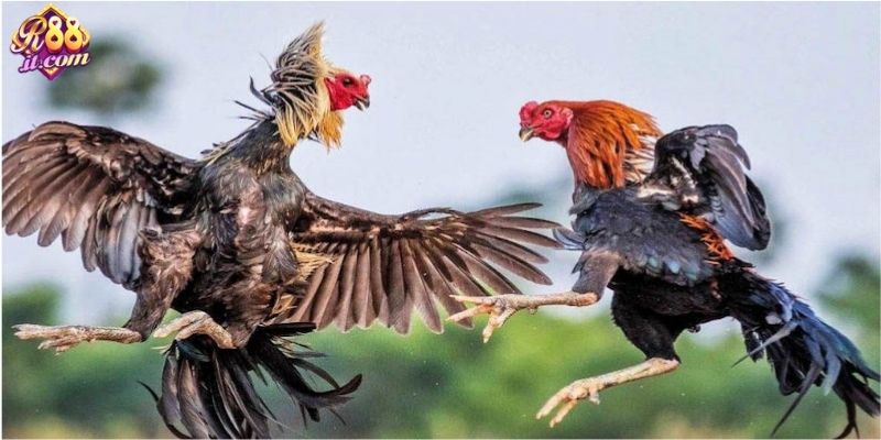 Hình thức đá gà tại trường gà Thomo