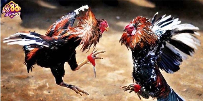 Lý do nên chơi đá gà Thomo trên nền tảng